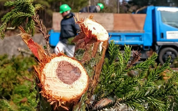 岐阜片付け110番の庭木伐採サービス
