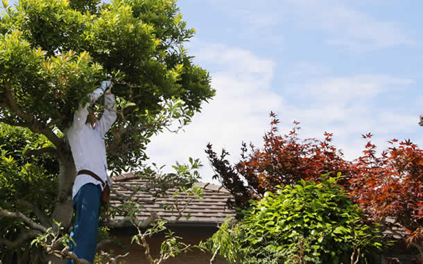 岐阜片付け110番の庭木剪定サービス